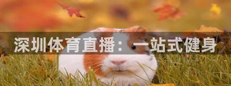 深圳体育直播：一站式健身